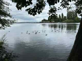 Coots in the Castle Bay // &copy; Ute Becker