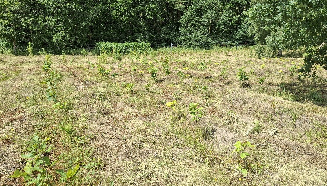 Waldaktie Haidhof 034, © Landesforst MV