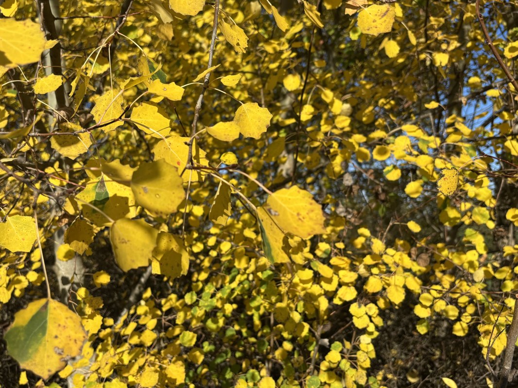 26-04-24 Day of the tree, GMZ, © C 26-04-24 Day of the tree, GMZ, © C