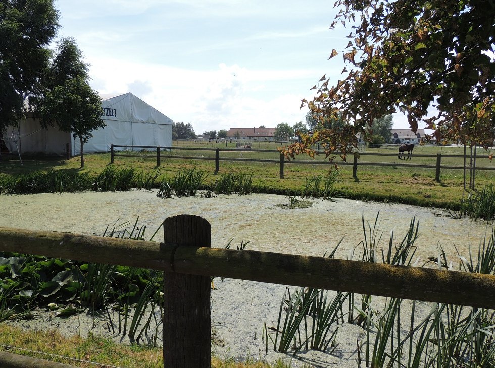 Widok na pastwisko ośrodka jeździeckiego Plath, © Kurverwaltung Insel Poel Widok na pastwisko ośrodka jeździeckiego Plath, © Kurverwaltung Insel Poel