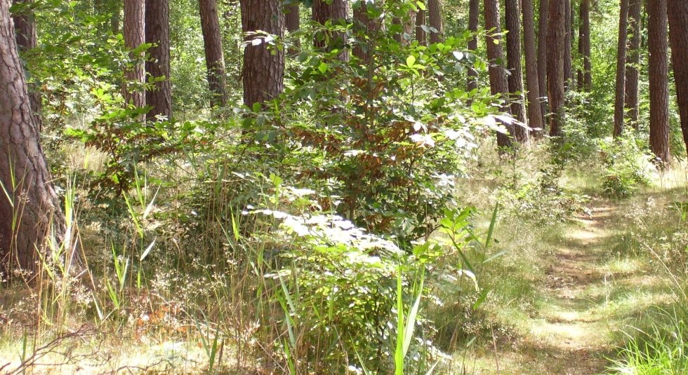 Waarneem de natuur met al je zintuigen, © Sabine Görmar