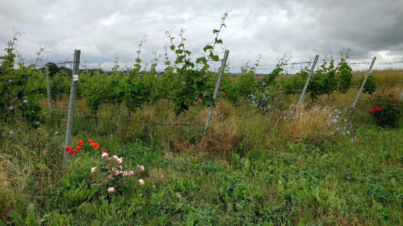 The Vineyard Is Alive // &copy; D&auml;hn