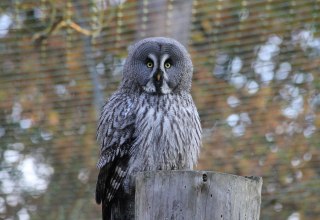 Sowa wąsata w parku dzikich zwierząt MV, © Wildpark-MV Sowa wąsata w parku dzikich zwierząt MV, © Wildpark-MV