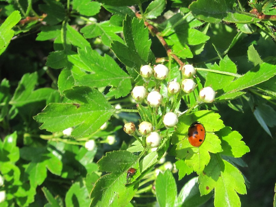 Natura, biedronka, liść, © Kurverwaltung