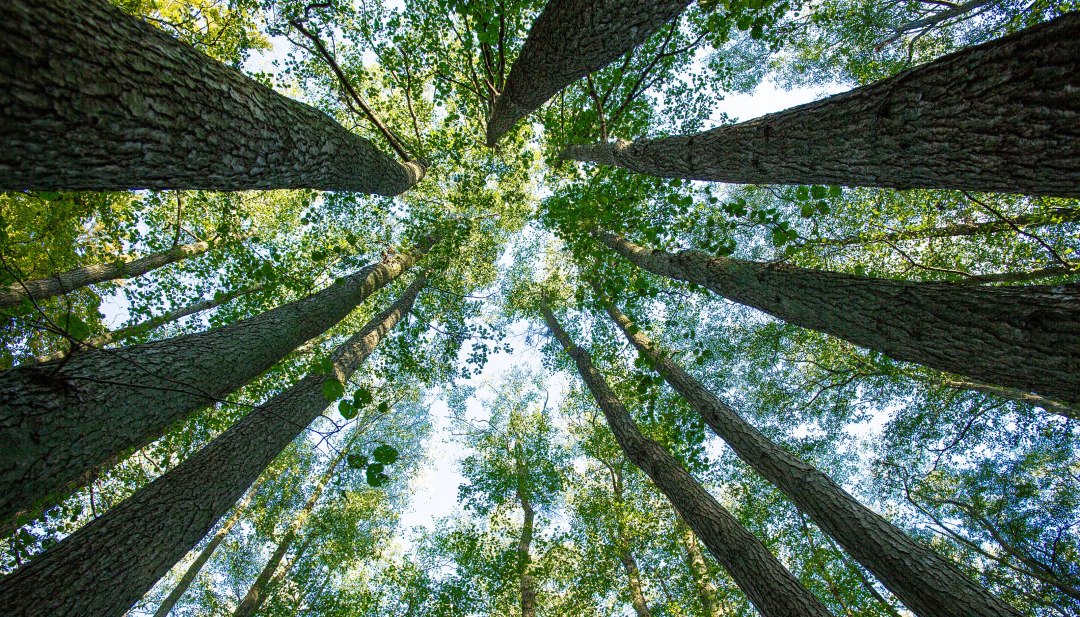 Widok w g&oacute;rę na stare korony buk&oacute;w we wpisanej na Listę Światowego Dziedzictwa UNESCO Meklemburgii-Pomorza Przedniego w świetle słonecznym.