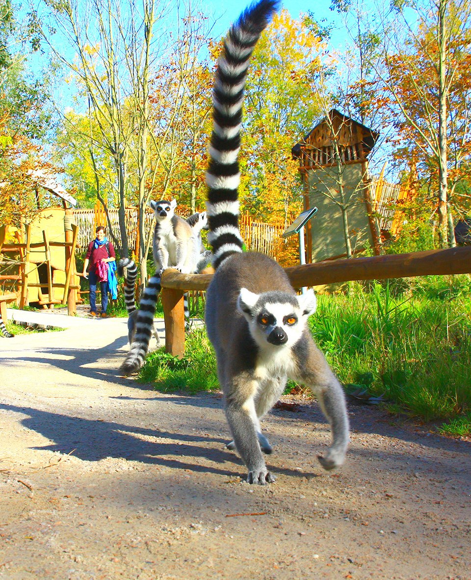 W Marlow Bird Park lemury z zagrody Madagaskar wędrują swobodnie. // Wybieg lemurów madagaskarskich w Marlow Bird Park. // © Vogelpark Marlow W Marlow Bird Park lemury z zagrody Madagaskar wędrują swobodnie.