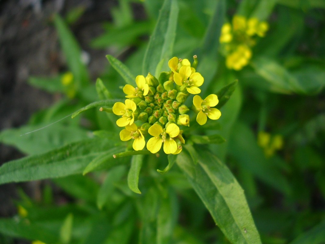 Glistnik polny (Erysimum cheiranthoides) jest pospolitym gatunkiem łąk ruderalnych. // &copy; U. Jueg