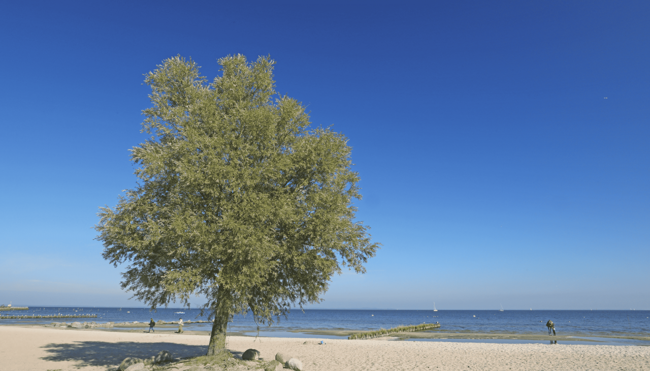 Plaża, © TMV/Gohlke