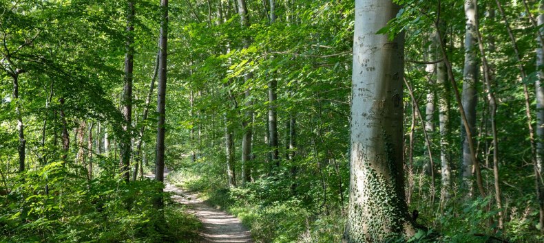 &copy; Kurverwaltung Goehren / Martin Stoever