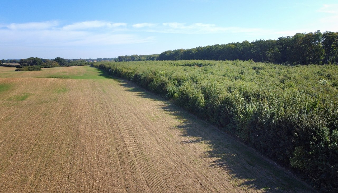 Klimatyczny las Seefelder Holz, © Landesforst MV Klimatyczny las Seefelder Holz, © Landesforst MV
