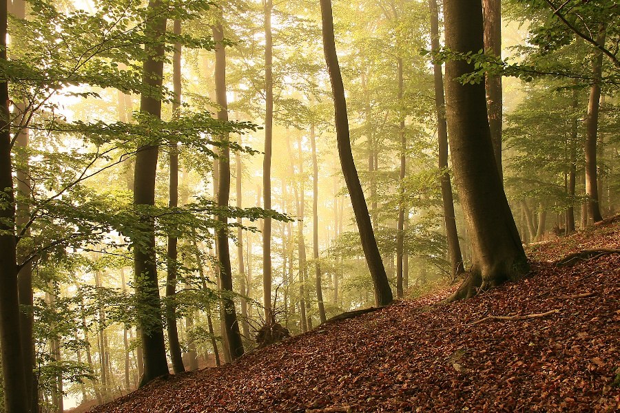 &copy; Kurverwaltung Feldberg