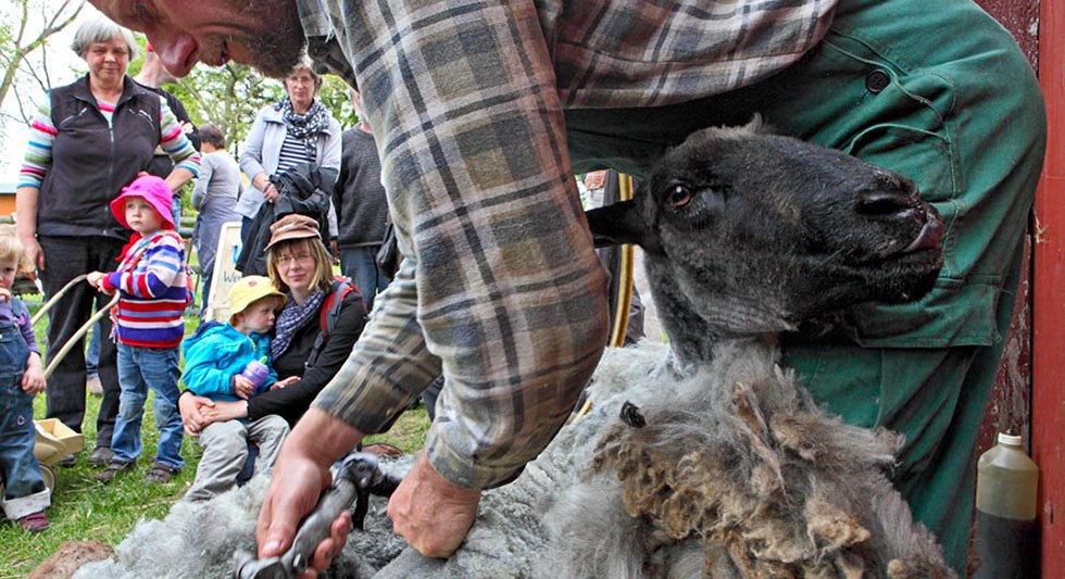 Schapen scheren in het openluchtmuseum Klockenhagen // &copy; Freilichtmuseum Klockenhagen