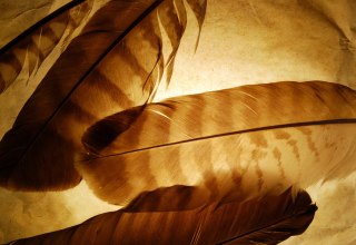 © Nationalpark-Zentrum KÖNIGSSTUHL