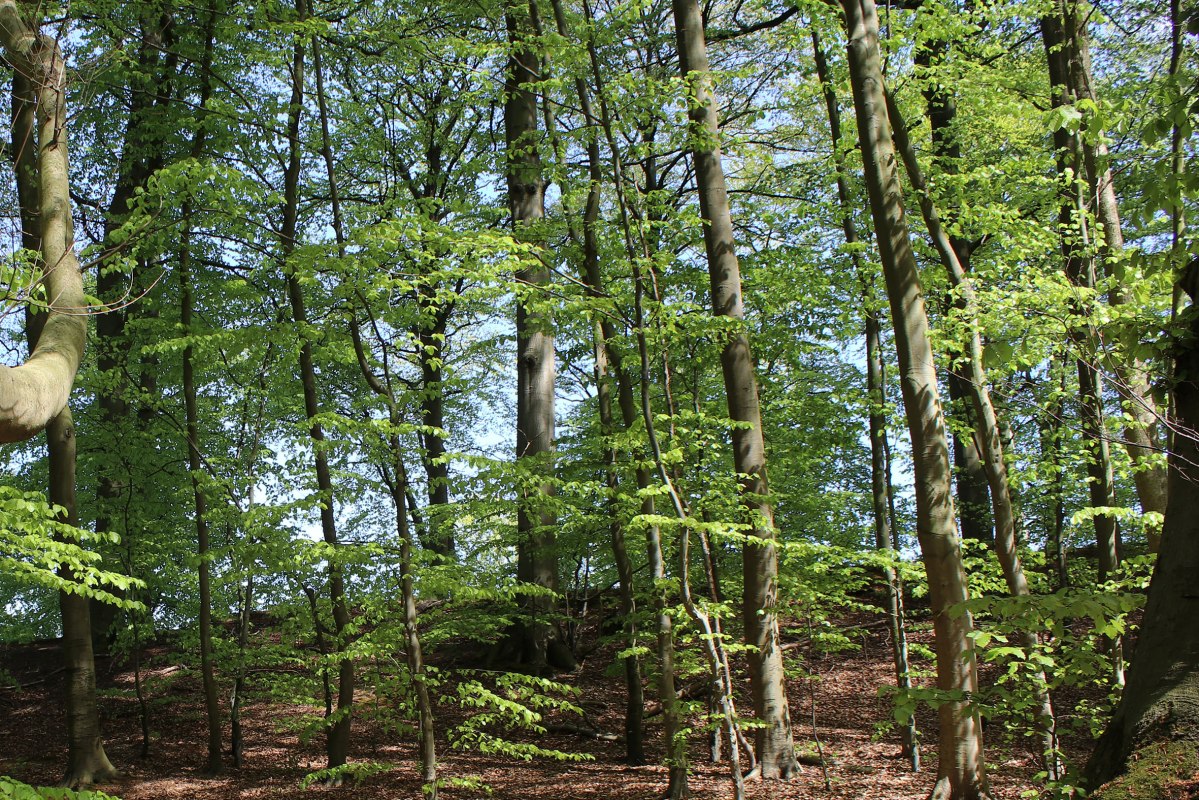 Granitz 052019, © Biosphärenreservatsamt Südost-Rügen Granitz 052019, © Biosphärenreservatsamt Südost-Rügen