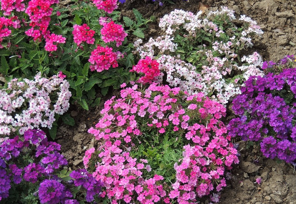 Bloeiende pracht in de showtuin, © Kurverwaltung Insel Poel