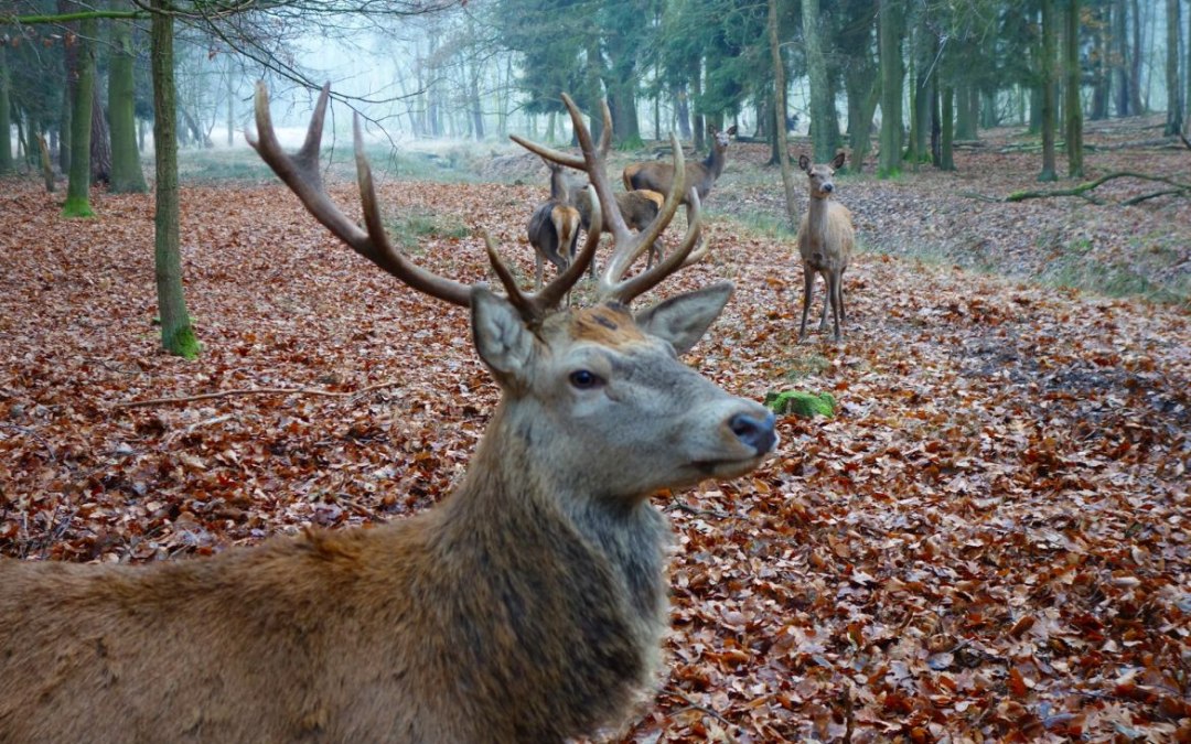 Wildpark, © TDG Rechlin