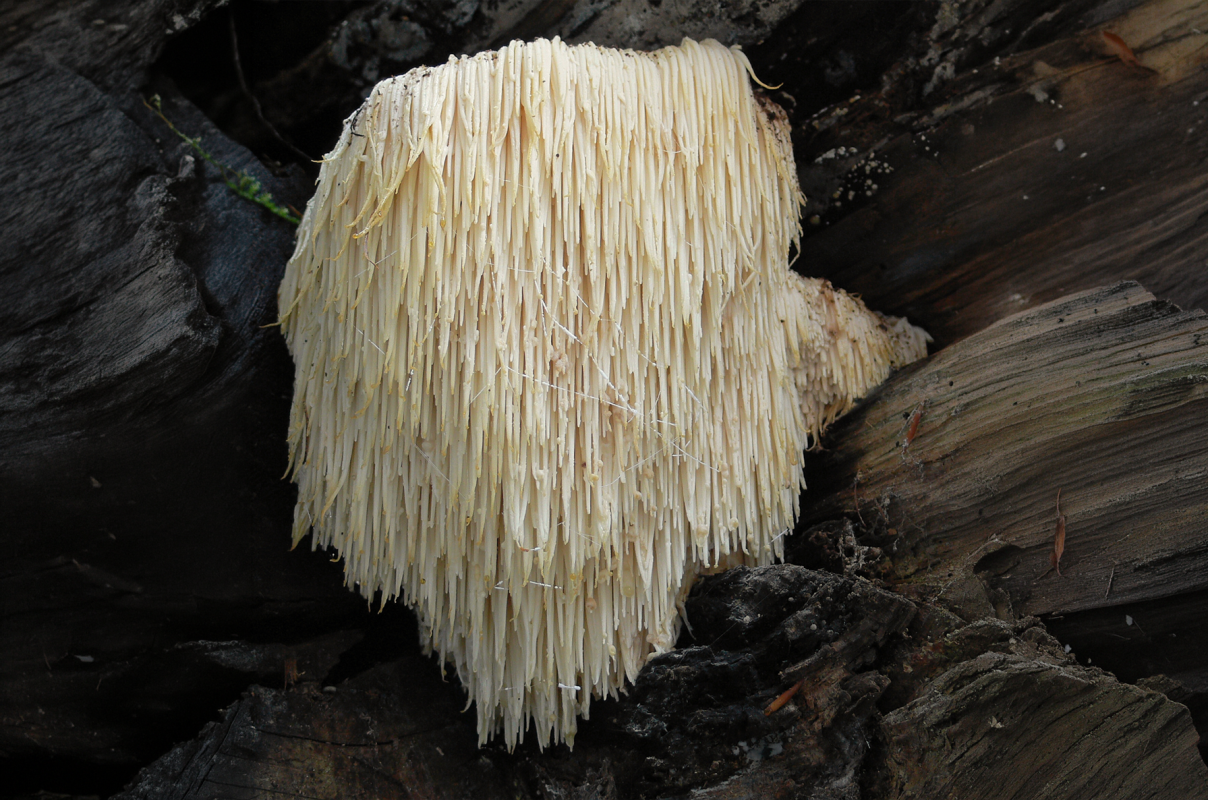 © Igelstachelbart_Hericium_erinaceus.jpg Lebrac abgeleitetes Werk, Ak ccm, CC BY-SA 3.0 via Wikimedia © Igelstachelbart_Hericium_erinaceus.jpg Lebrac abgeleitetes Werk, Ak ccm, CC BY-SA 3.0 via Wikimedia