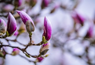 Pąki magnolii, &copy; B&Ugrave;I VĂN HỒNG PH&Uacute;C