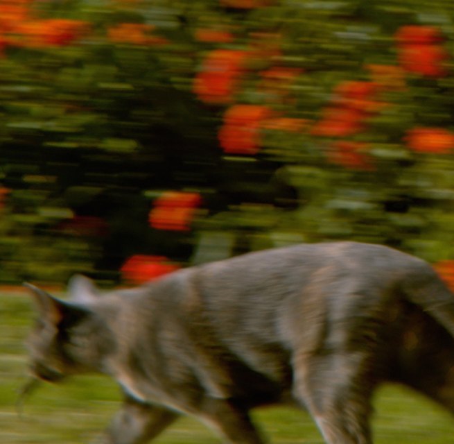 &copy; Courtesy: Adriana Ramić.