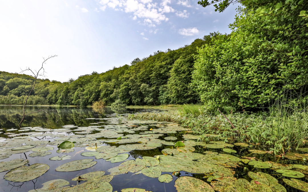 zwart-meer-in-de-granitz_3, © TMV/Gohlke