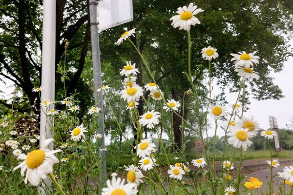 Okrągły autobus Lake Plau, © Rundbus Plauer See