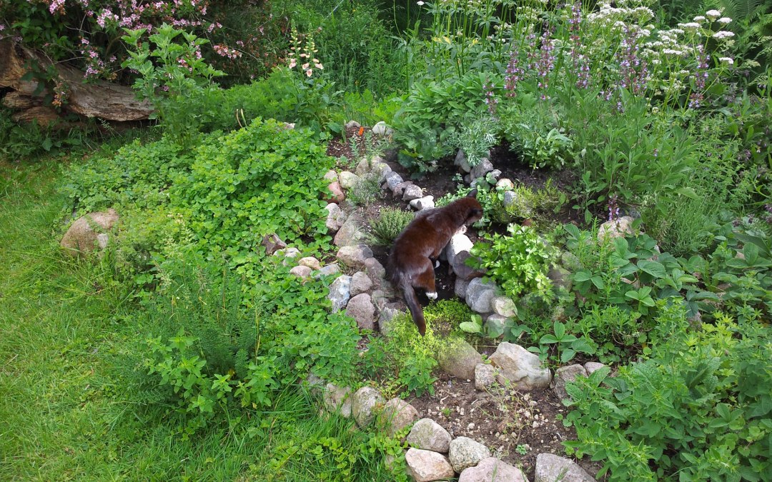 Diverse kruidenplanten met langstlevende kater, © Heike Voigt - Edle Tropfen Kräuterspezialitäten