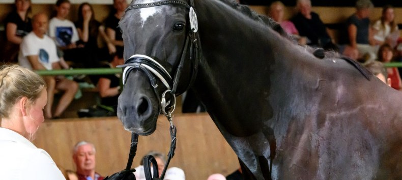 Studbook entry in Hirschburg, © de Studbook entry in Hirschburg, © de