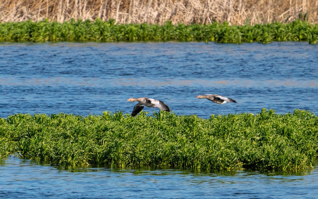 Watervogels, © Tobias Kramer