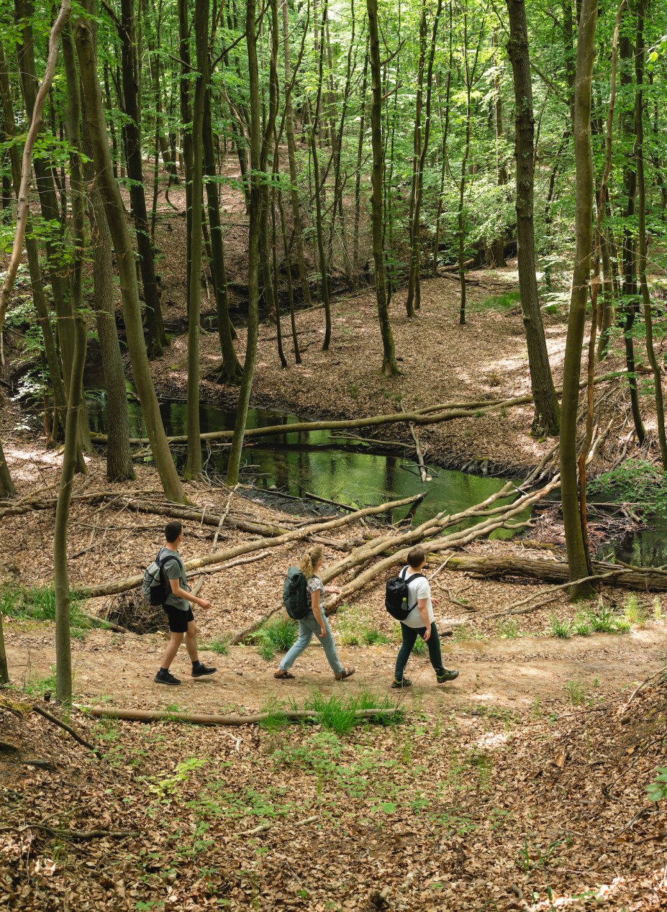 Step by step to hiking bliss: Nature is particularly wild in the Radebach Valley! No wonder the beaver feels particularly at home here., © TMV/Gross Three people walk through the Radebach valley on a forest path, next to a small stream