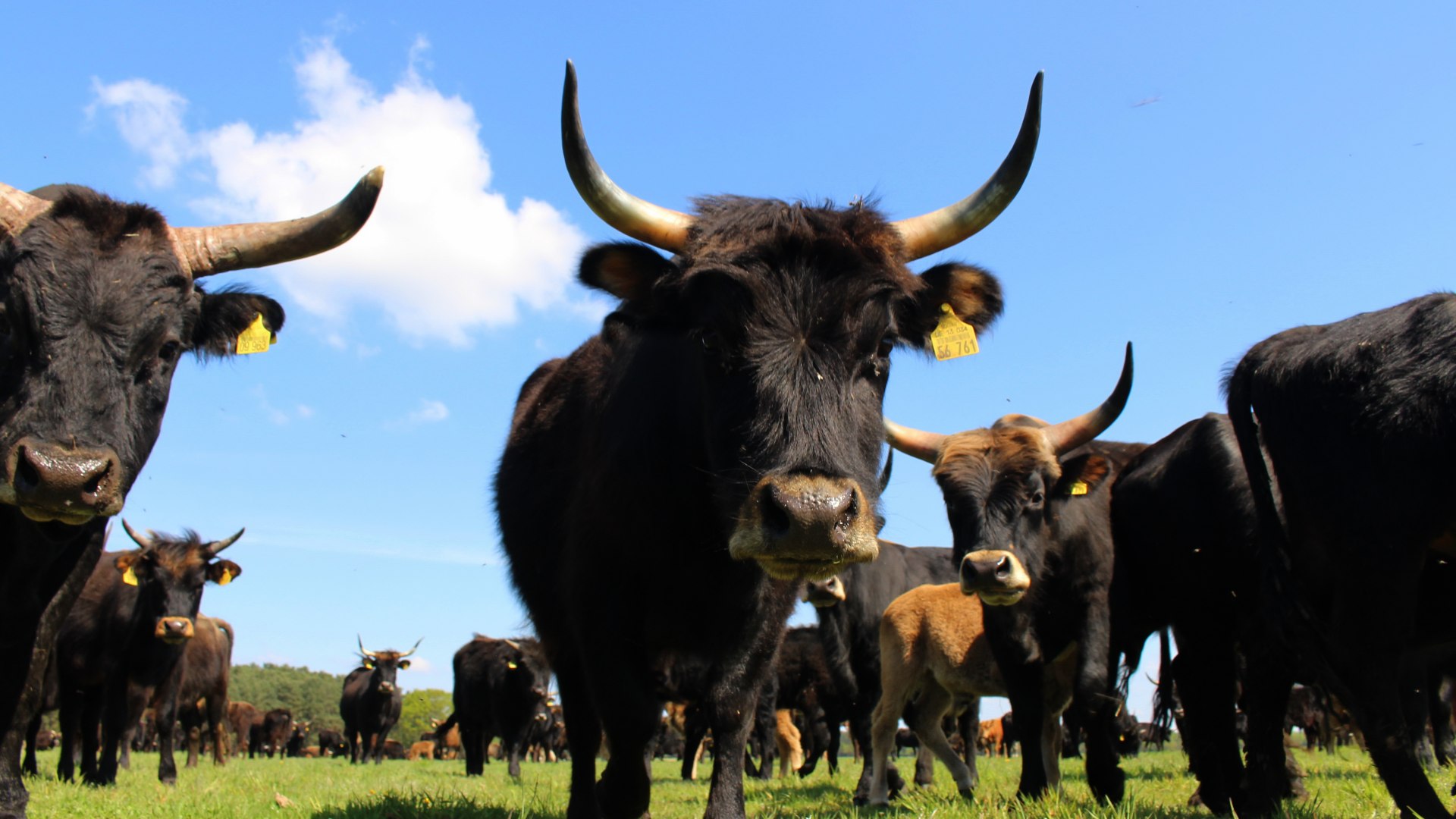 The aurochs near Vielank in Mecklenburg-Schwerin, © Vielanker Brauhaus