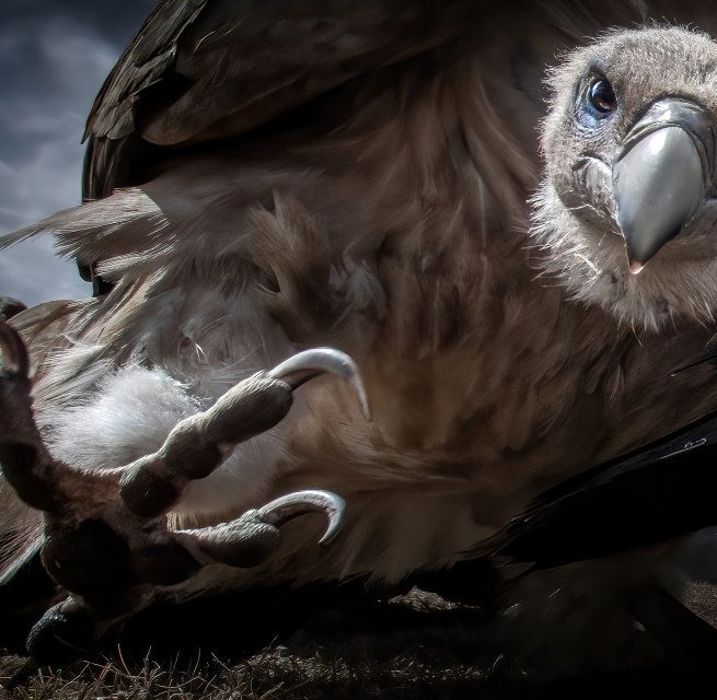 Attentie! - Titel van de winnende foto van de Pölking Award door Zhu Xingchao, © fpa-zhu-xingchao Attentie! - Titel van de winnende foto van de Pölking Award door Zhu Xingchao, © fpa-zhu-xingchao