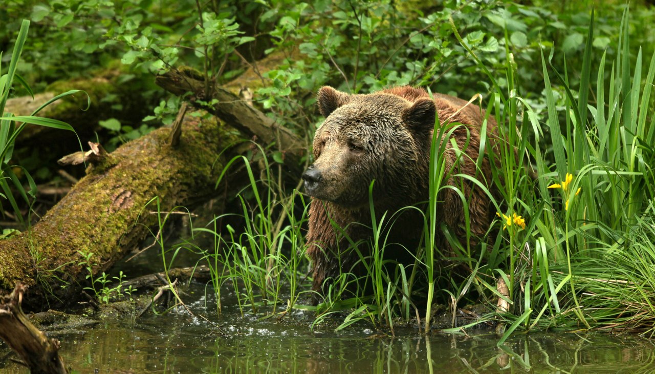 On the trail of rescued brown bears at the bear sanctuary, © Thomas Oppermann