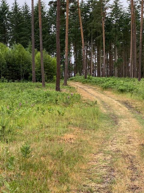Bild 1, © Touristinformationen Wesenberg & Mirow, Mecklenburgische Kleinseenplatte