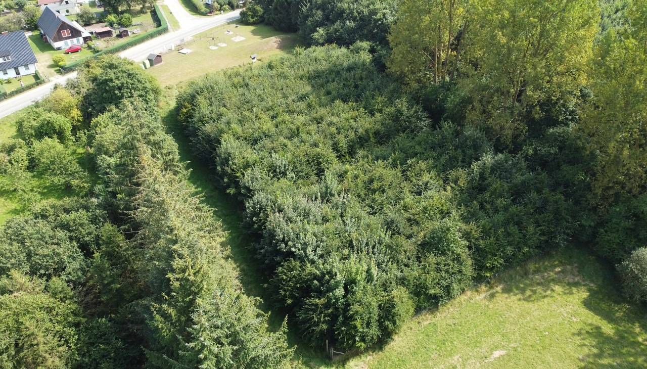 Las klimatyczny Schuenhagen, © Landesforst MV Las klimatyczny Schuenhagen, © Landesforst MV