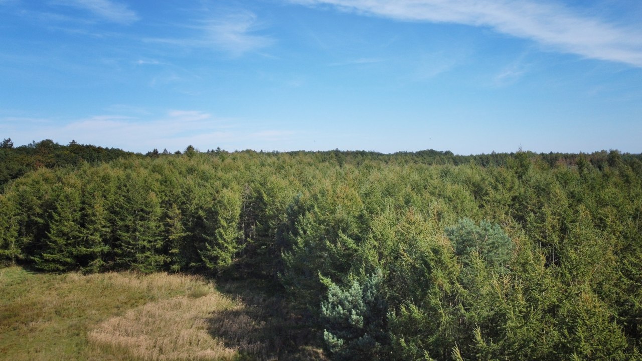 Klimatyczny las Neuhof, &copy; Landesforst MV