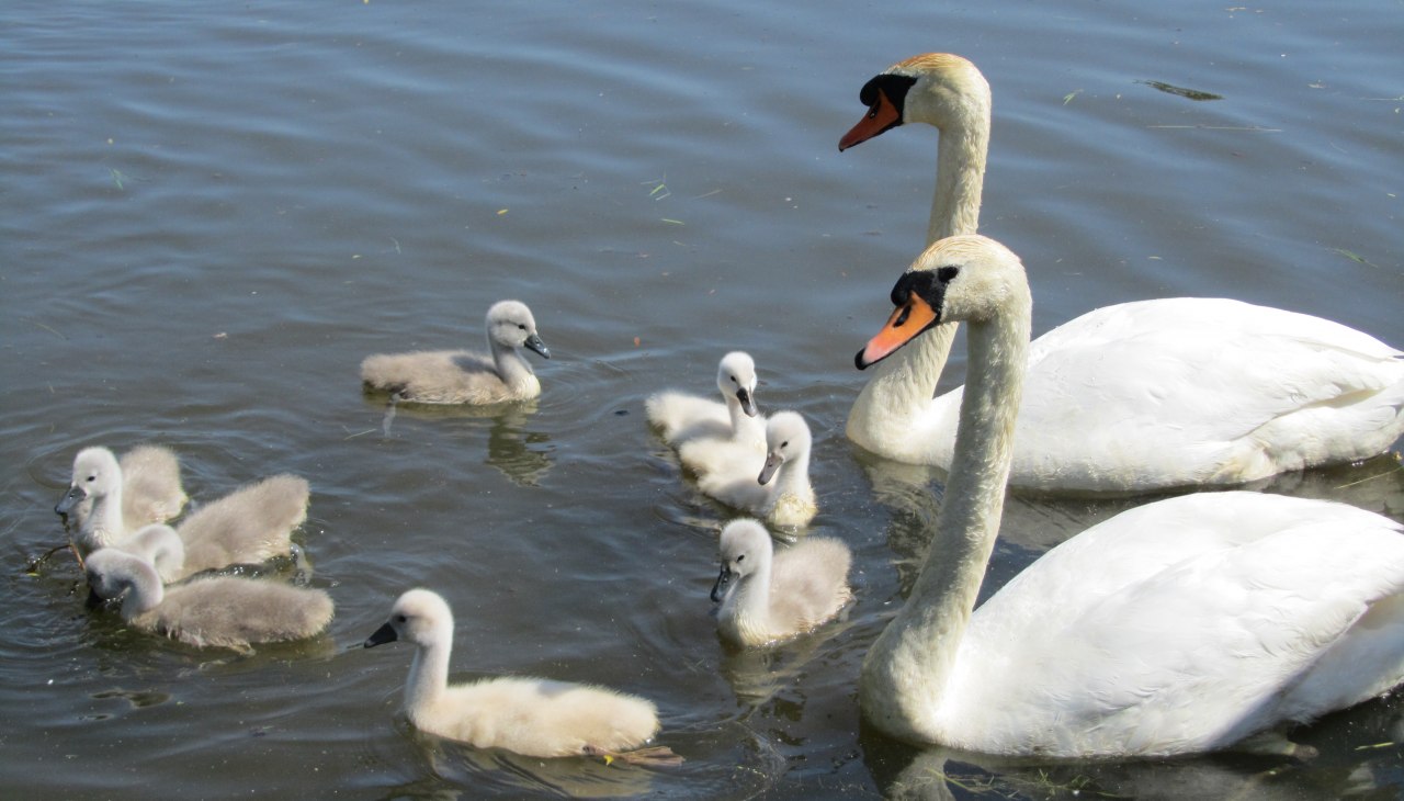 Schwäne Mühlenteich, © Jana Koch Schwäne Mühlenteich, © Jana Koch