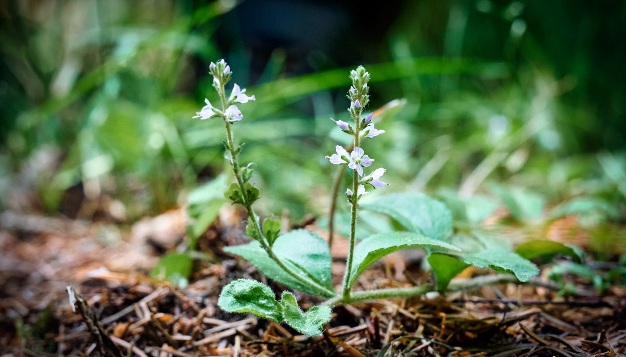 20230704-Kräuterwanderung-318-Foto-Burwitz-Pocha, &copy; burwitz