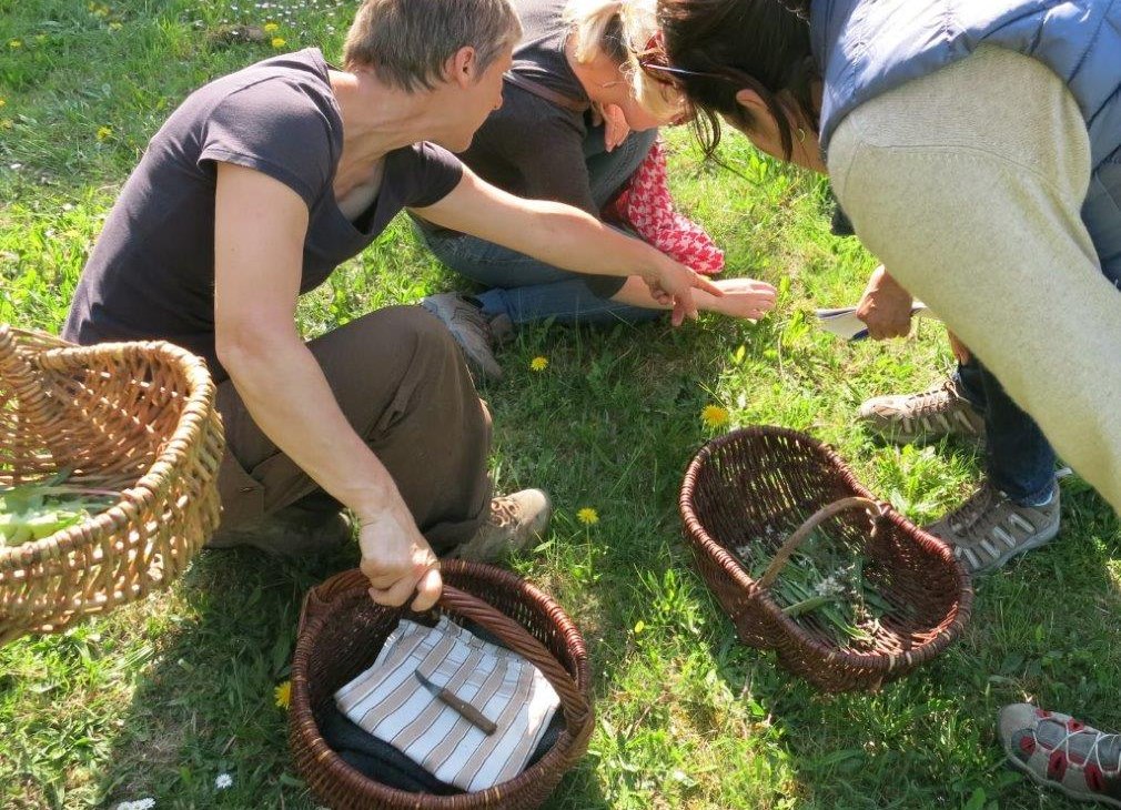 Kruidenwandeling-1, © Gemeinde Ostseebad Glowe Kruidenwandeling-1, © Gemeinde Ostseebad Glowe