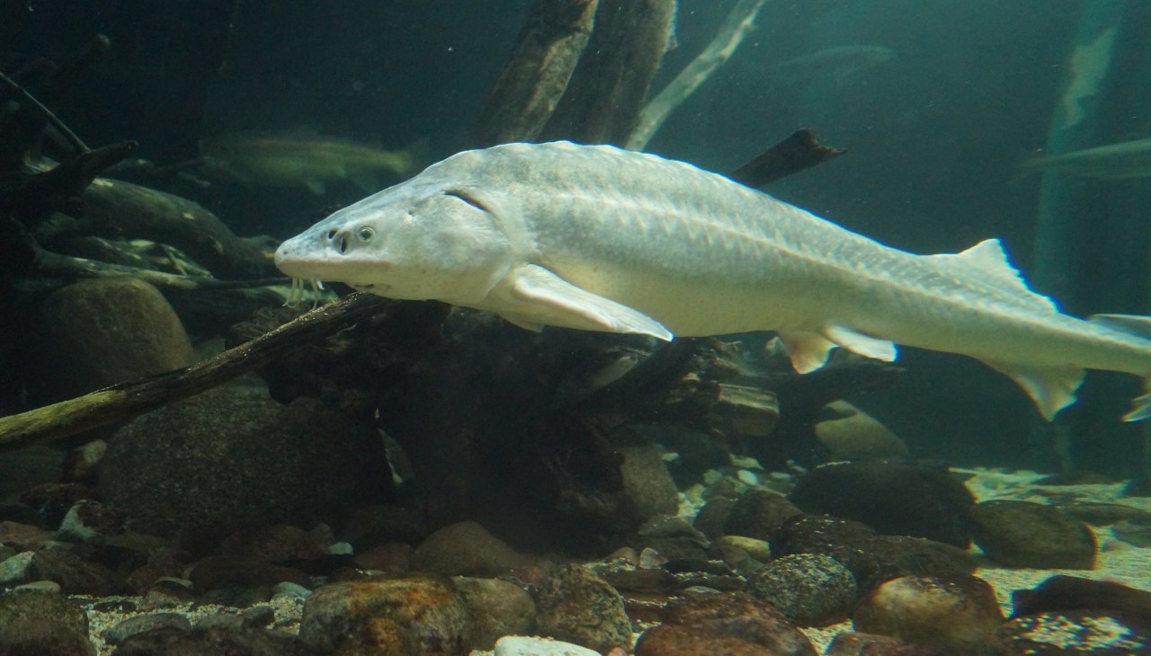 Zdjęcie, &copy; Deutsches Mmeeresmuseum