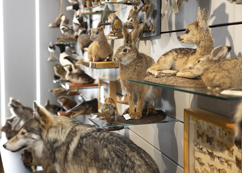Biodiversity wall of the Rostock Zoological Collection, © Universität Rostock