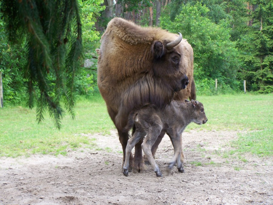 POJAWINKA + USARA, © Weichbrodt POJAWINKA + USARA, © Weichbrodt