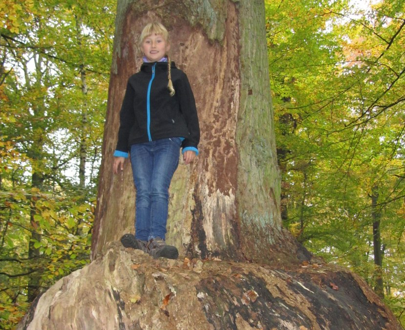 Dąb klubowy, © Jana Koch