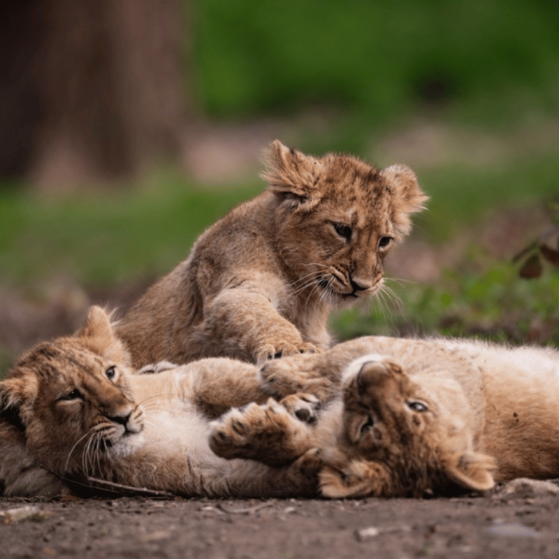 State Zoo Day at Schwerin Zoo // © Zoo Schwerin State Zoo Day at Schwerin Zoo // © Zoo Schwerin