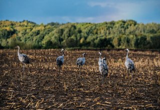Kraanvogels in een veld, © Naturerlebnis_Rügen
