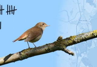 How many nightingales sing in Plau am See? // &copy; Foto: Romzig, Wikimedia Commons, Karte: openstreetmap.org