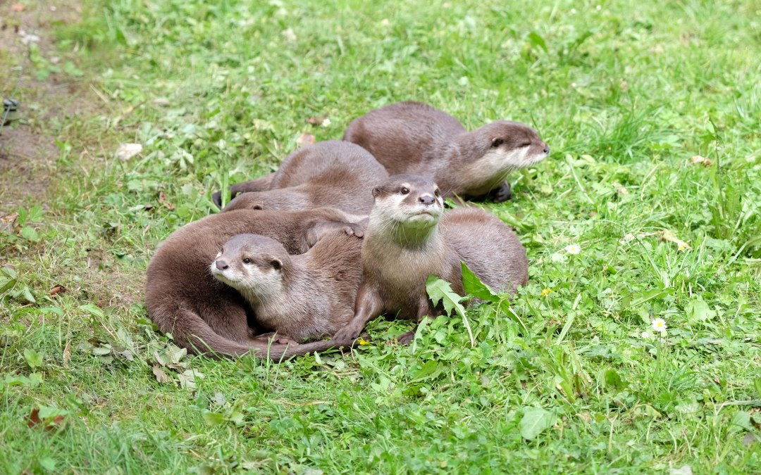 De dwergotters zijn erg speels en behoren tot de favorieten van veel bezoekers., © Tierpark Wolgast