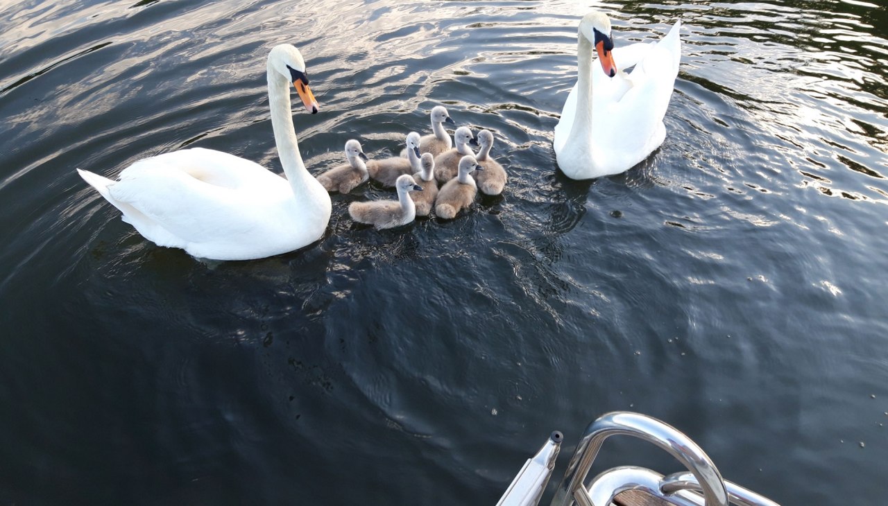 Z bliska i osobiście ze zwierzętami, © Röbel-Boot