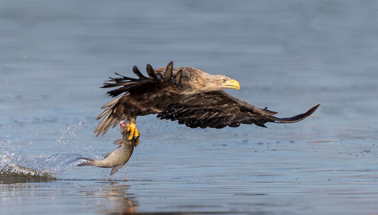 Successful morning fish hunt, © Eric Dienesch