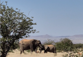 zwei Elefanten in der W&uuml;ste von Namibia // &copy; Anke Th&auml;tner