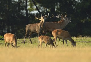 © www.naturfotografie-roman-vitt.de